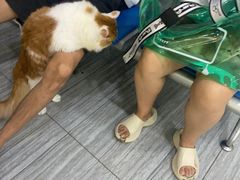 -瑞派名望志远动物医院·猫科·內科·异宠专科(直港大道店)