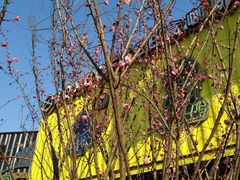 -黄海国家森林公园