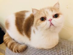 -滚猫咖啡·猫咖·猫友好撸猫(未来城店)