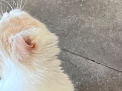 -飞行喵MR PILOT|猫舍·猫咖(静安大融城店)
