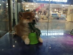 -乐宠宠物店(世纪金源店)