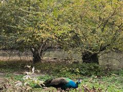 -北京麋鹿生态实验中心