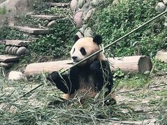 -中国大熊猫保护研究中心雅安碧峰峡基地