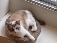 -Let's go狗咖·猫咖·奶狗·桌游(春熙路IFS店)