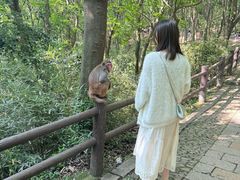 -苏州上方山国家森林公园