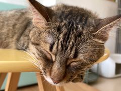 -猫在这儿猫咪咖啡馆·撸猫馆