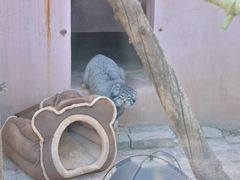 -青藏高原野生动物园