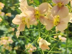 -中国天府农业博览园