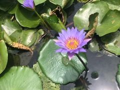 -喜茶(永旺梦乐城店)