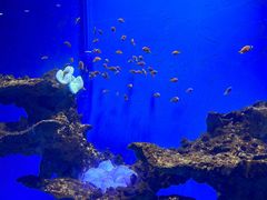 -海合安武汉极地海洋公园