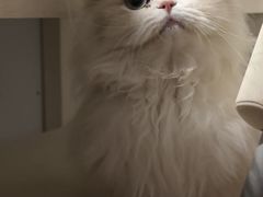 -北京观赏动物医院·24小时大型综合·猫专科·异宠专科
