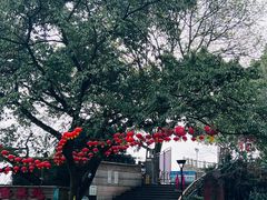 -南山植物园