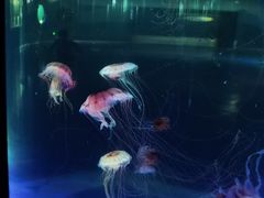 -苏州海洋馆