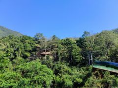 -西双版纳原始森林公园