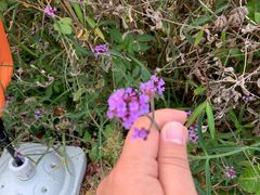 -前小桔亲子创意农场·草莓采摘·露营烧烤