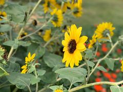 -二沙岛艺术公园