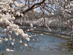 -桃花堤公园