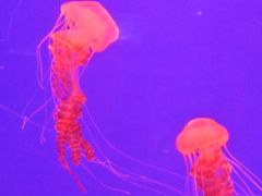 -海合安武汉极地海洋公园