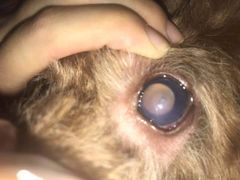 -美联众合动物医院(·中兽医·疑难杂症·严家桥分院)