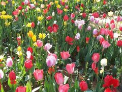 洛阳郁金香牡丹园-洛阳郁金香牡丹园