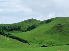-大姆山草场