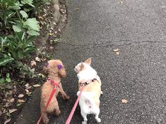 -爱侣宠医·鹦鹉专科·小型哺乳类·异宠专科(灵石路店)