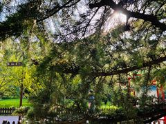 -莲花池公园