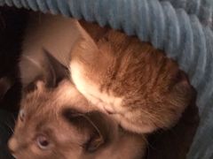 -滚猫咖啡·猫咖·猫友好撸猫(未来城店)