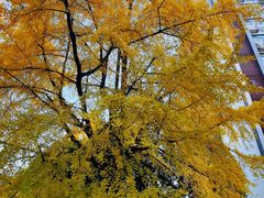 -四川大学(华西校区)