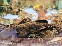娃娃鱼-旺顺阁海鲜广场(亚运村店)