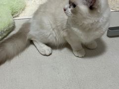 -御宝贝·A梦猫科宠物医院(国际猫友好医院)