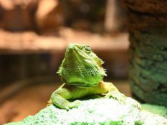 -帕帕拉兹宠物(亚洲旗舰店)