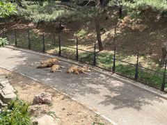 -大连森林动物园