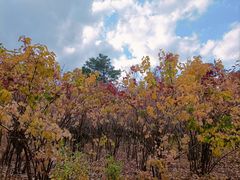 -长春市南湖公园