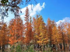 -白鹭湾湿地公园