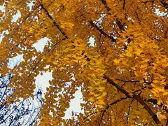 -成都中医药大学(温江校区)