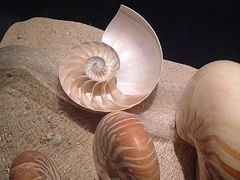 -亚龙湾中心广场·贝壳馆