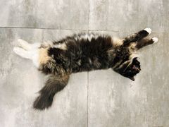 -楼上猫咖(罗湖店)