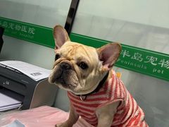-半岛宠物医院24小时(科华中路店)