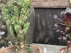 -新疆沙湾大盘鸡(重师店)