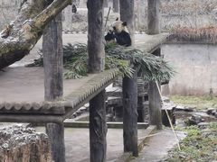 -中国大熊猫保护研究中心雅安碧峰峡基地