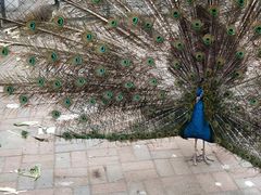 -长白岛森林公园