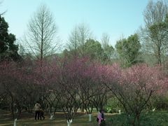 -杭州植物园