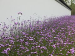 -上海滨江森林公园