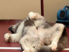 -和它·交个朋友·狗咖猫咖(爱琴海店)