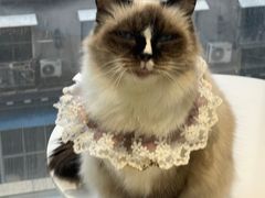 -怪兽屋·羊驼·猫咖·狗咖(俊华广场店)