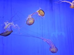 -上海海洋水族馆