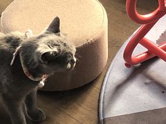 -东方名猫馆·英短金渐层布偶猫舍(环线广场1号楼店)