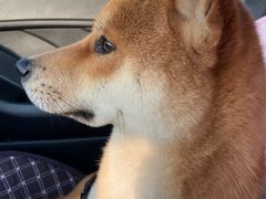 -小叮当动物医院·骨科·眼科