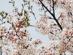 -高东镇樱花园
